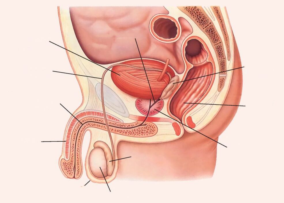 Mushukdagi jinsiy olatni yaqindan korish fotosurati